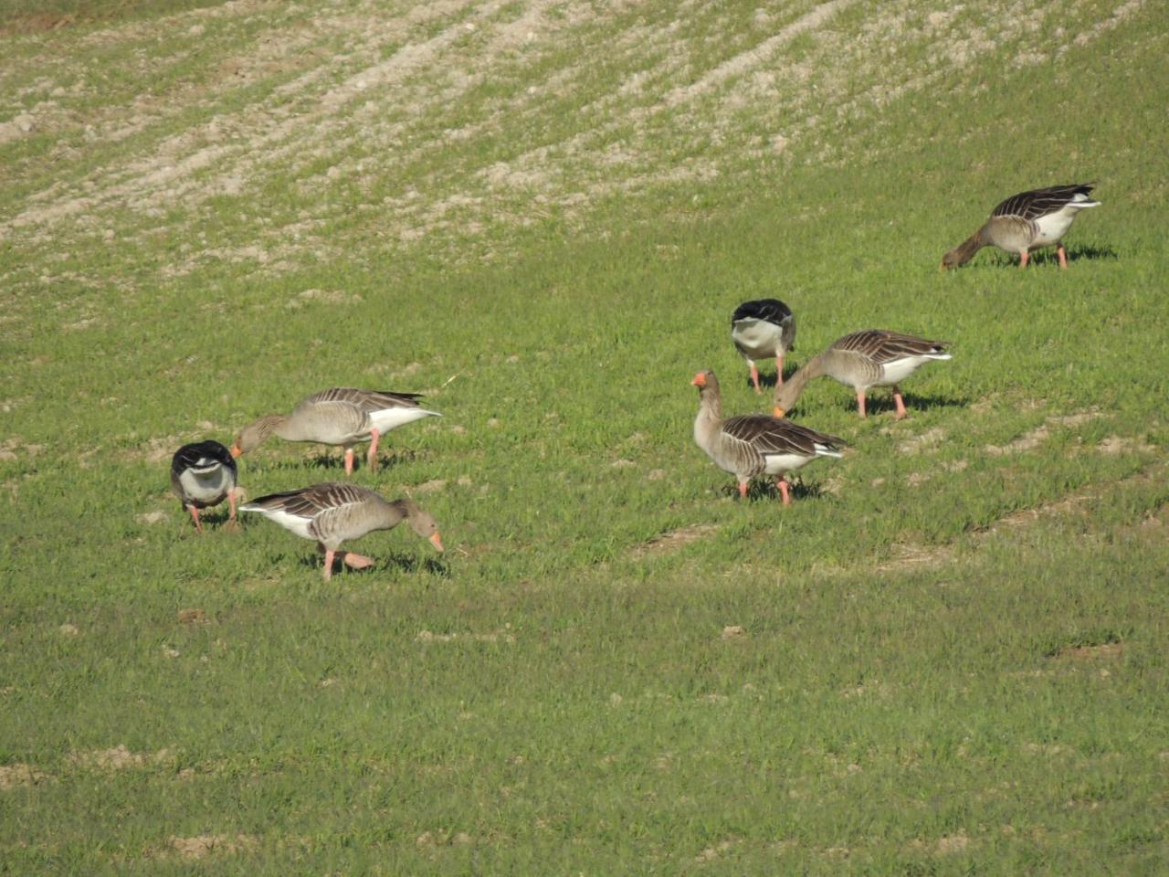 Mendijur Mirador Ardea Mendixurゲストハウス エクステリア 写真